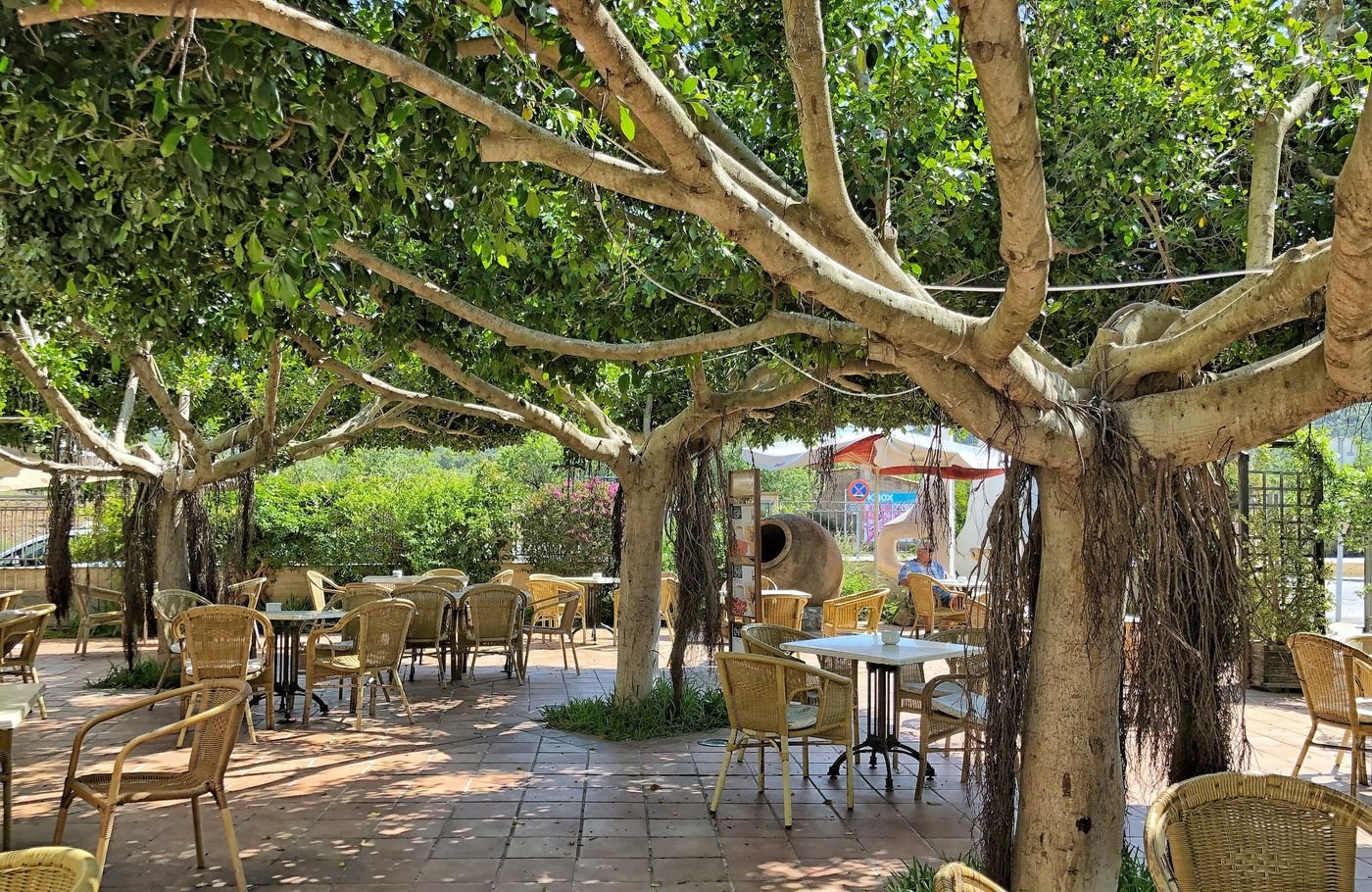Terraza del Gran Buffet s.XXI a la sombra de grandes ficus, con mesas y sillas de mimbre